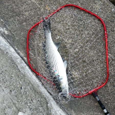 プチsalt water game